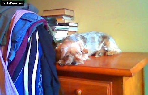 La foto del perro