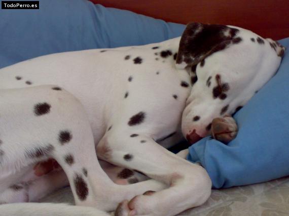 La foto del perro