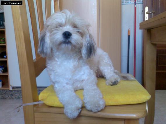 La foto del perro