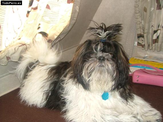 La foto del perro