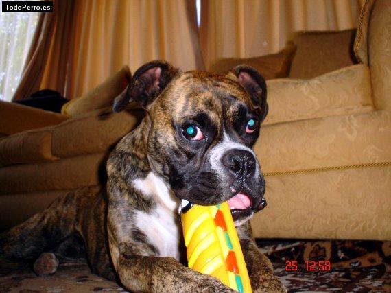 La foto del perro
