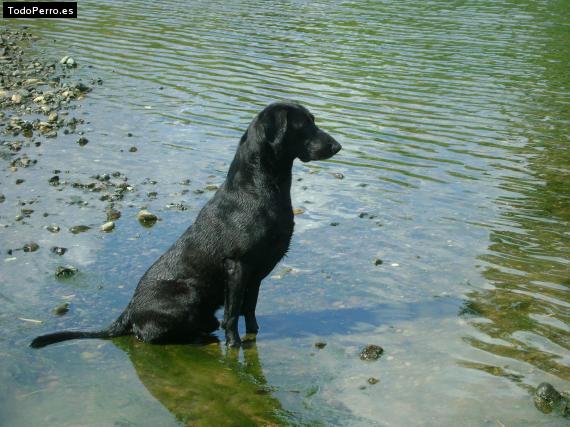 La foto del perro