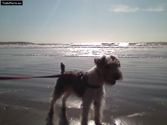 La foto del perro