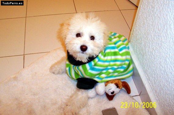 La foto del perro