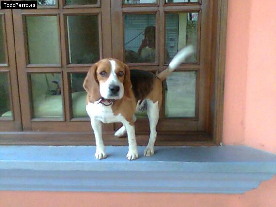 La foto del perro