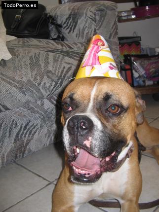 La foto del perro