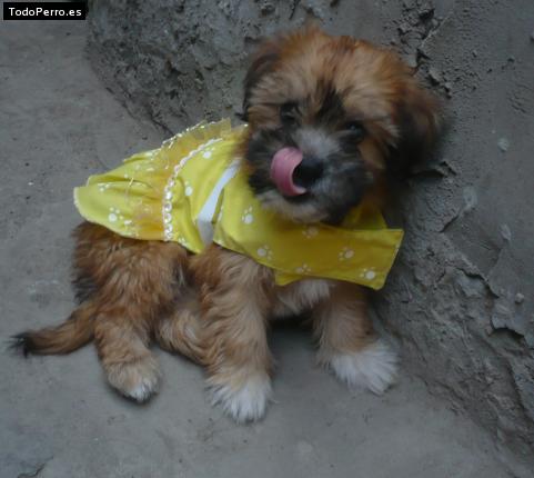 Foto del perro Hunny