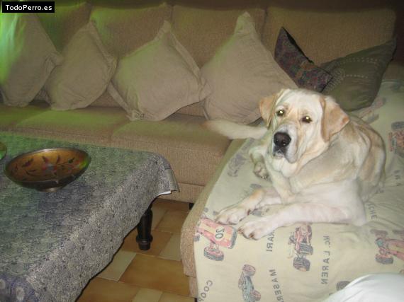 La foto del perro
