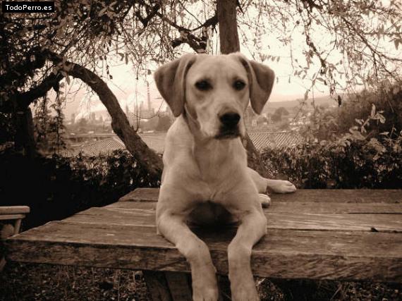 La foto del perro