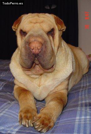 La foto del perro