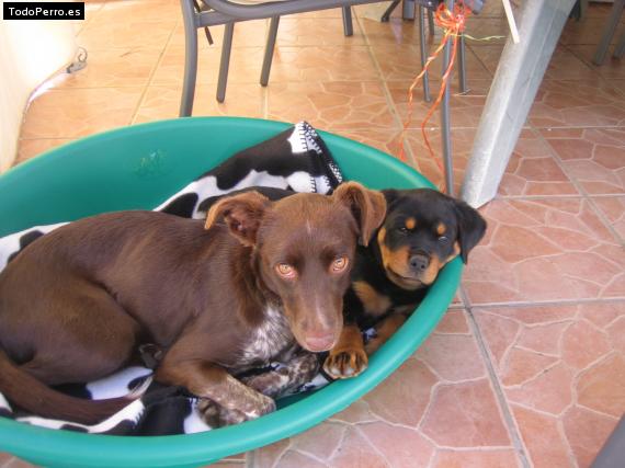 La foto del perro