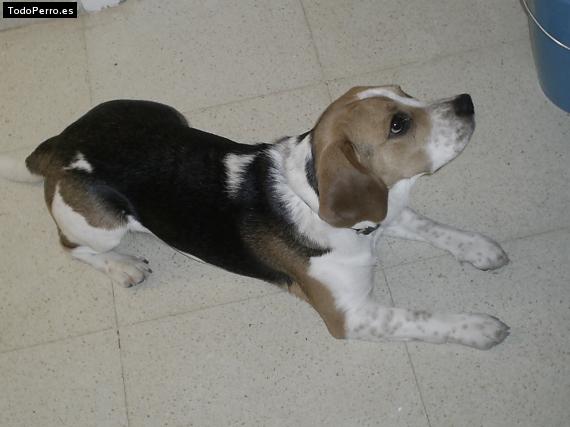 La foto del perro