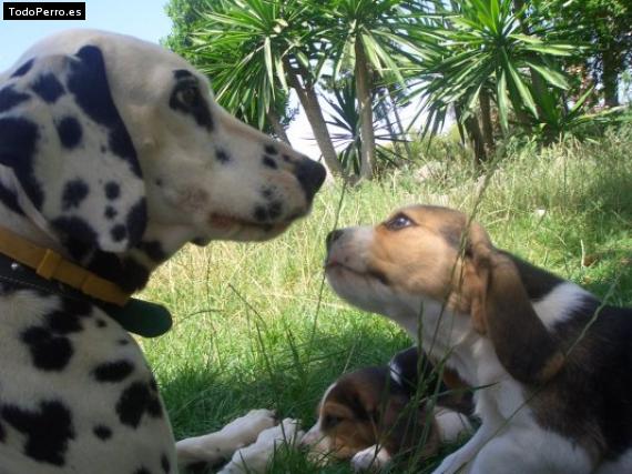 La foto del perro