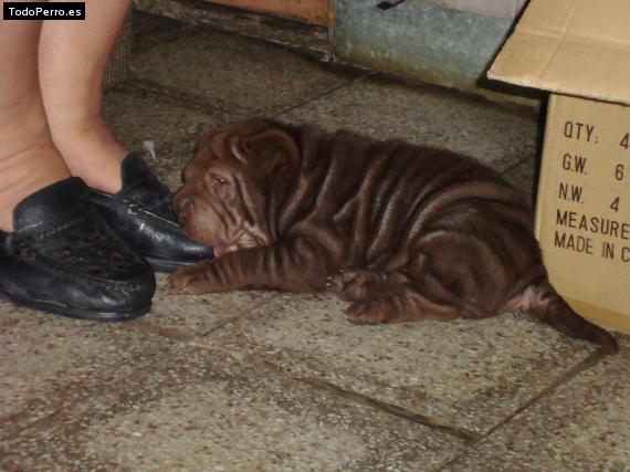 La foto del perro