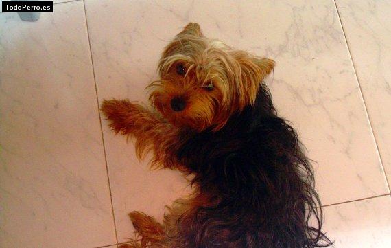 La foto del perro