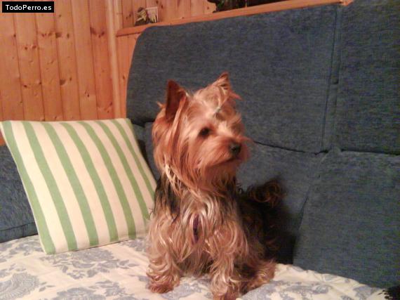 La foto del perro