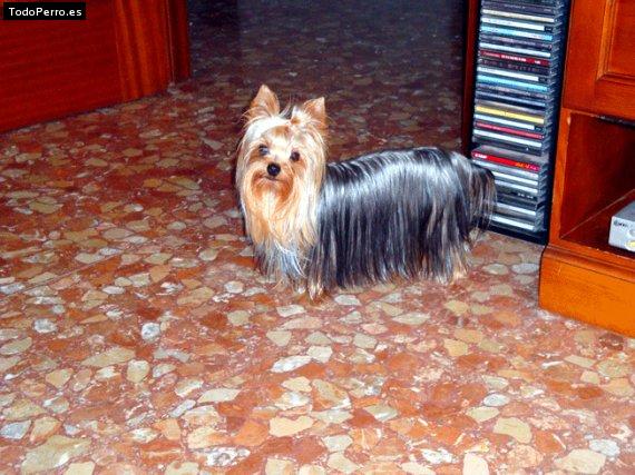 La foto del perro