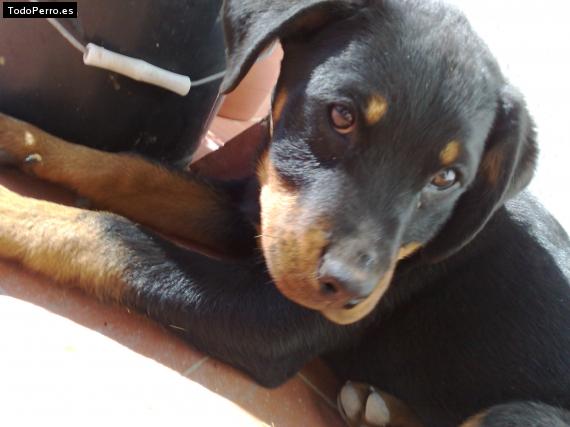 La foto del perro