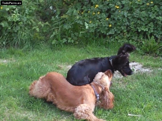 La foto del perro