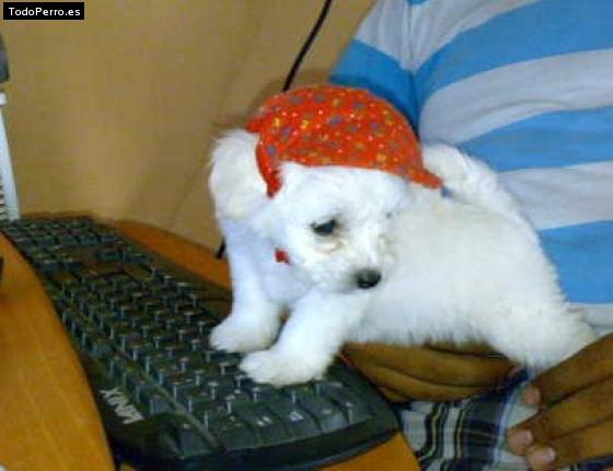 La foto del perro