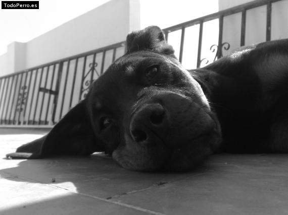 La foto del perro