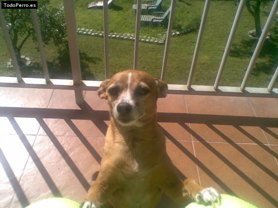 La foto del perro