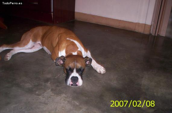 La foto del perro