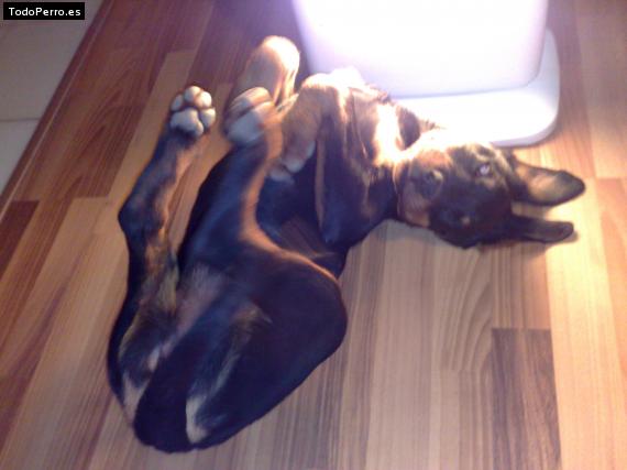 La foto del perro