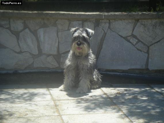 La foto del perro