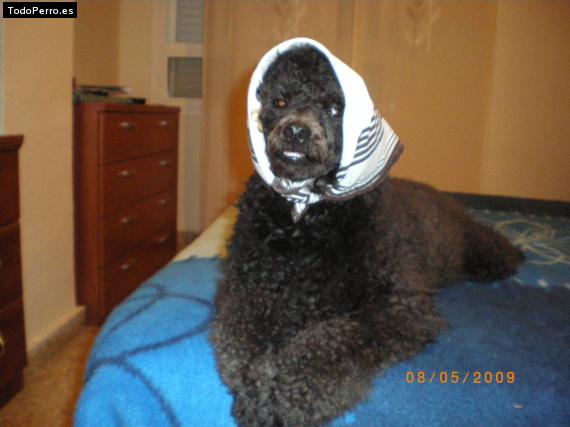 La foto del perro