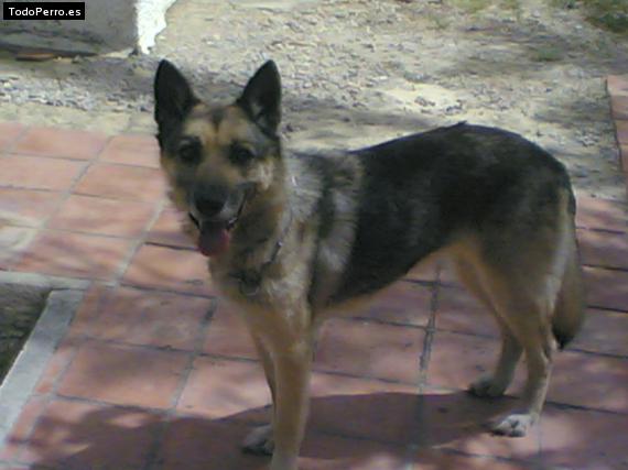 La foto del perro