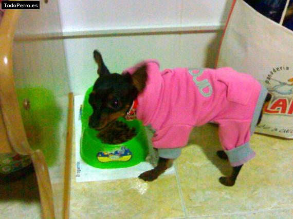 La foto del perro