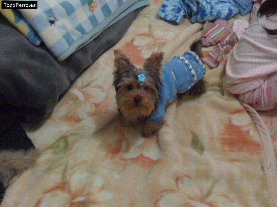 La foto del perro