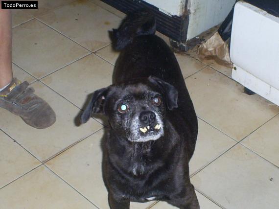 La foto del perro
