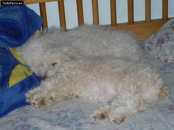 La foto del perro