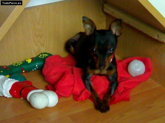 La foto del perro