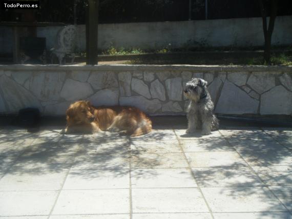 La foto del perro