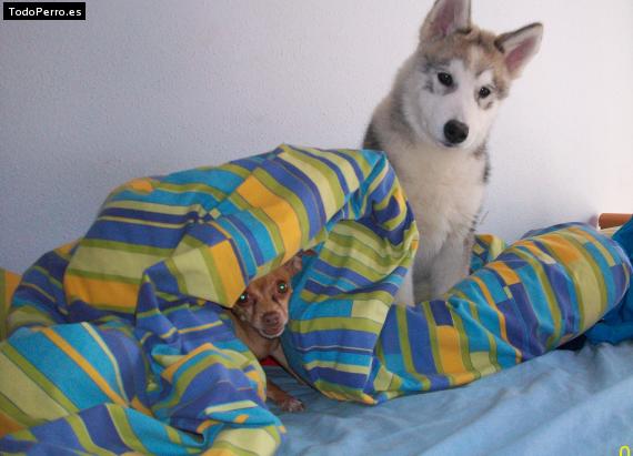 La foto del perro
