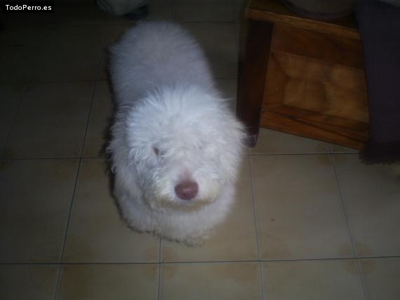 La foto del perro