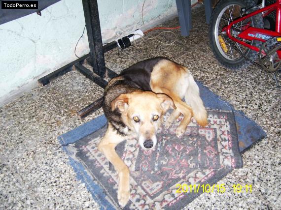 La foto del perro