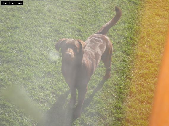 La foto del perro
