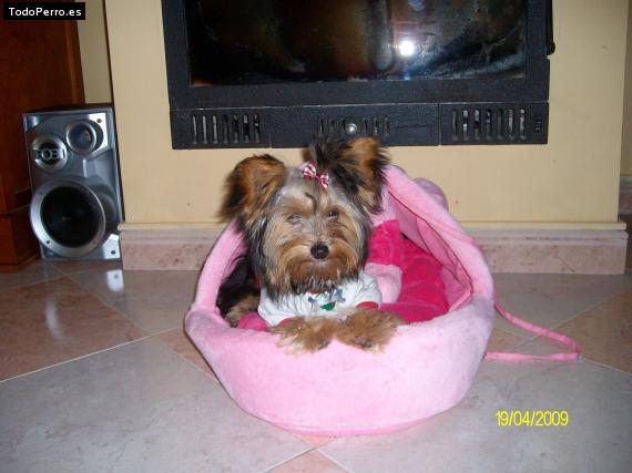 La foto del perro
