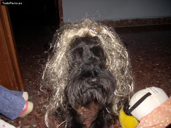 La foto del perro