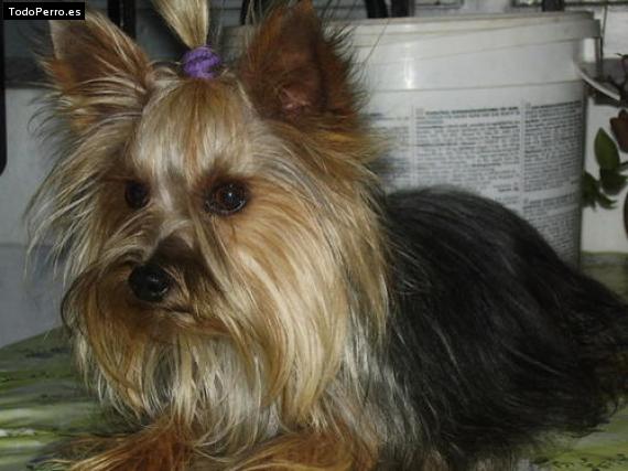 La foto del perro