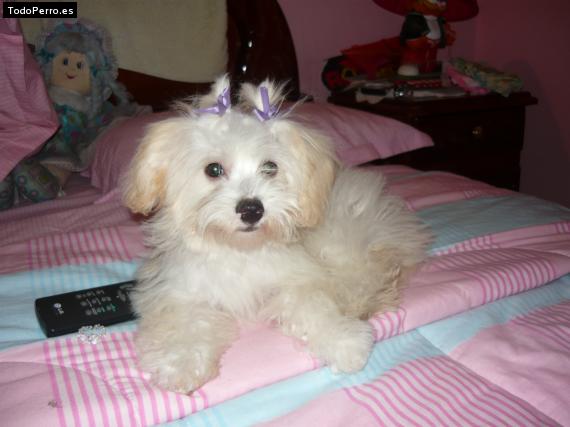 La foto del perro