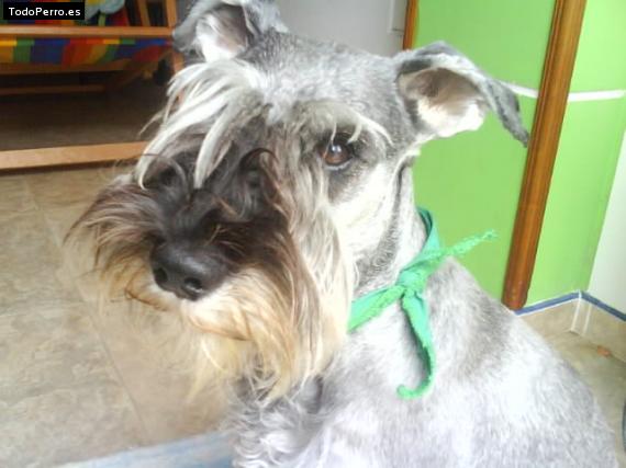 La foto del perro