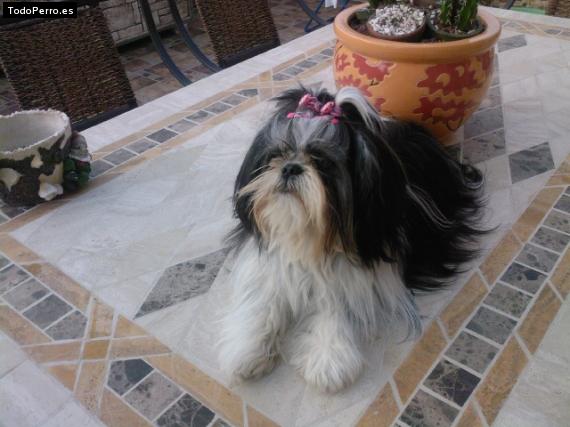 La foto del perro