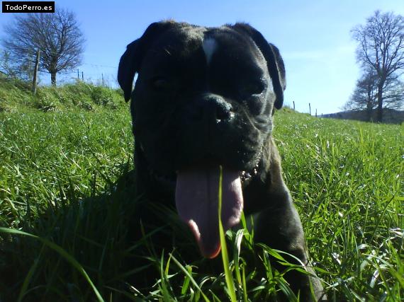 La foto del perro