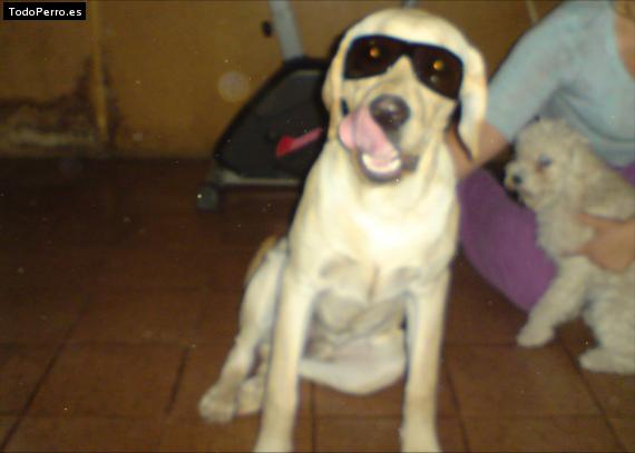 La foto del perro