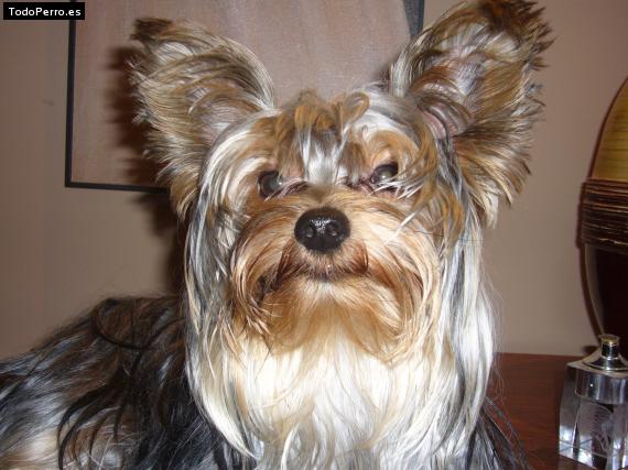 La foto del perro